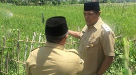 H Haerul Warisin turun kesawah meninjau kondisi hasil tanam kelompok tani . Foto : Istimewa