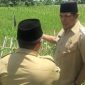 H Haerul Warisin turun kesawah meninjau kondisi hasil tanam kelompok tani . Foto : Istimewa